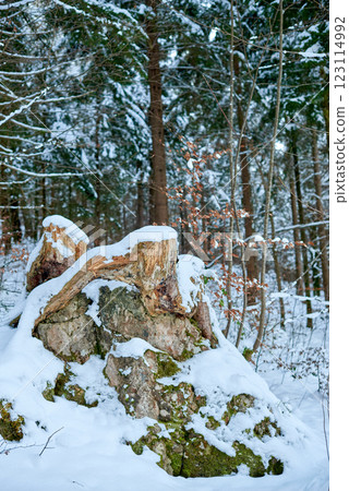 Weathered Tree Stump in Snowy Winter Forest Landscape with Dense Evergreen Canopy and Glistening Snow Covered Ground Weathered Tree Stump in Snowy Winter Forest Landscape with Dense Evergreen Canopy and Glistening Snow Covered Ground 123114992