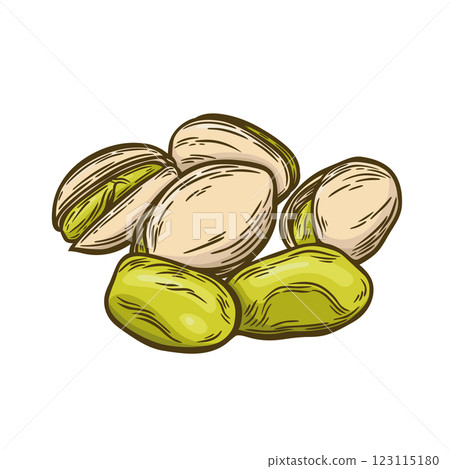 Image of pistachios in engraving style Image of pistachios in engraving style 123115180