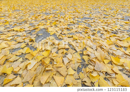 Ginkgo fallen leaves Ginkgo fallen leaves 123115183
