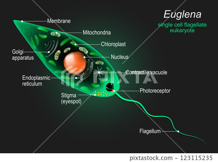 Anatomy of Euglena Anatomy of Euglena 123115235