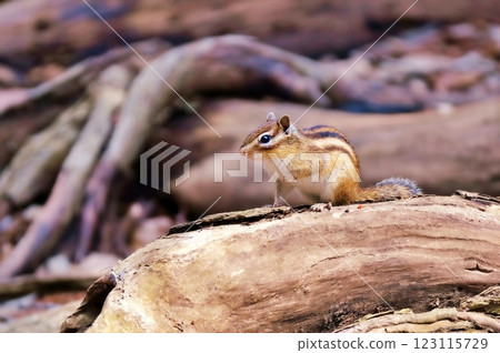 Ezoshimarisu Ezoshimarisu 123115729