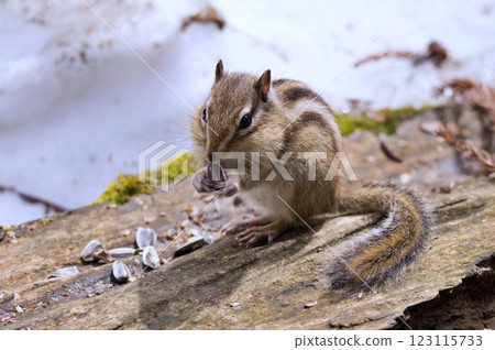 Ezoshimarisu Ezoshimarisu 123115733