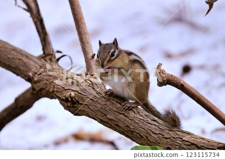 Ezoshimarisu Ezoshimarisu 123115734