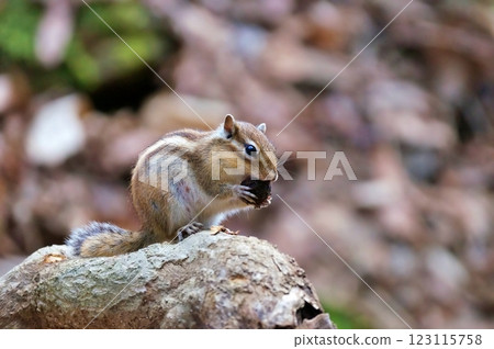 Ezoshimarisu Ezoshimarisu 123115758