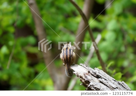 Ezoshimaris Ezoshimaris 123115774