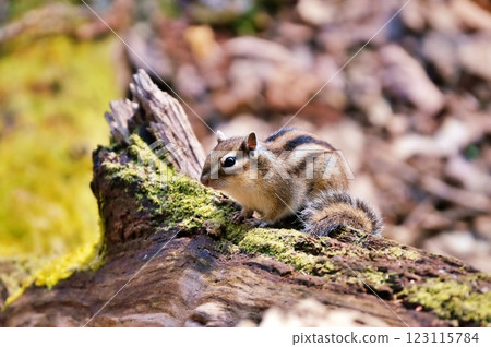 Ezoshimarisu 123115784