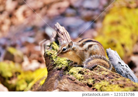 Ezoshimarisu 123115786