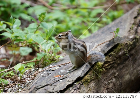 Ezoshimarisu 123115787