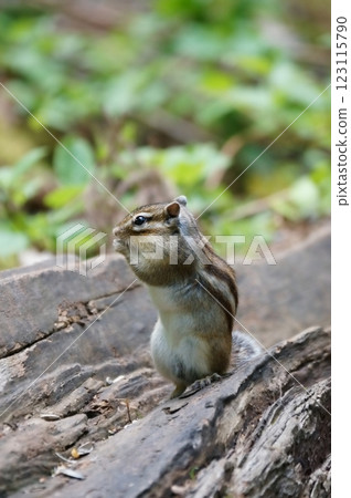 Ezoshimaris 123115790