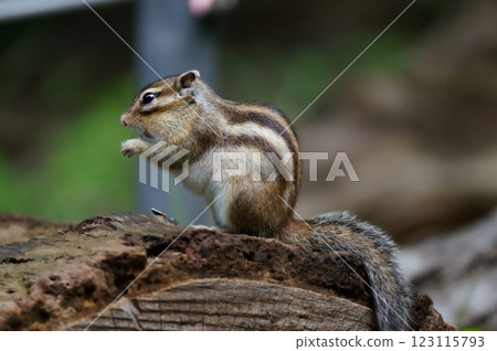 Ezoshimarisu 123115793