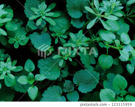 茜草科 栲木芽 茜草科 栲木芽 123115959
