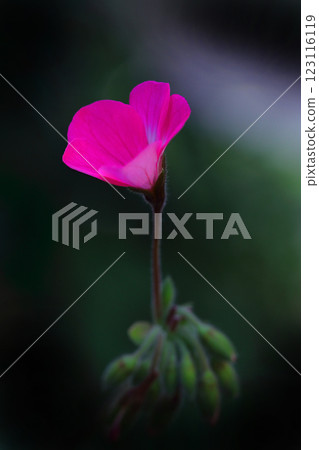 紅色常春藤天竺葵花 紅色常春藤天竺葵花 123116119