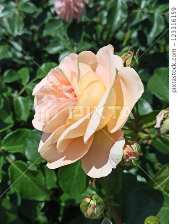 Elegant light peach rose in full bloom 123116159