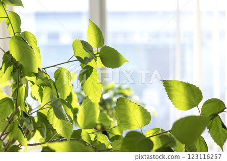 Fresh green leaves illuminated by sunlight in a bright indoor area Fresh green leaves illuminated by sunlight in a bright indoor area 123116257