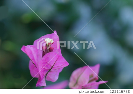 淡紫色的九重葛花 123116788