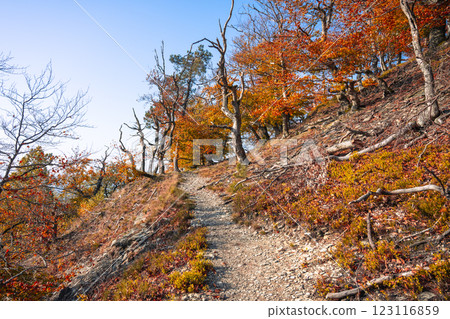A serene path winds through an autumn forest, with vibrant orange and yellow leaves adorning the trees. The sunlight filters through, illuminating the tranquil surroundings. A serene path winds through an autumn forest, with vibrant orange and yellow leaves adorning the trees. The sunlight filters through, illuminating the tranquil surroundings. 123116859