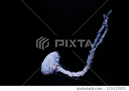 underwater photos of purple striped jelly chrysaora colorata 123117055