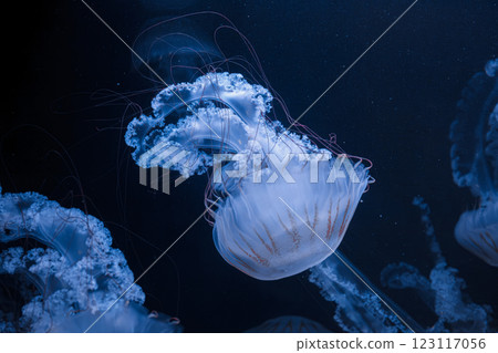 underwater photos of jellyfish chrysaora plocamia south america sea nettle 123117056
