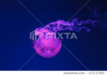 underwater shooting of beautiful Chrysaora hysoscella 123117083