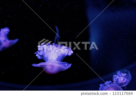 underwater photography jellyfish Cotylorhiza tuberculata, Mediterranean jellyfish 123117084
