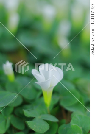 white oxalis flower 123117190