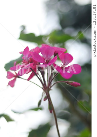 粉紅色的常春藤天竺葵花 粉紅色的常春藤天竺葵花 123117191