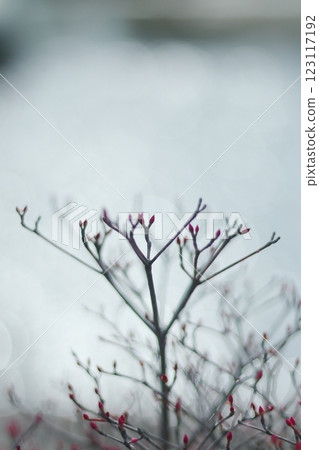 河岸邊盛開的吊鐘花 123117192