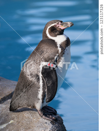 站在洪堡企鵝 123117326