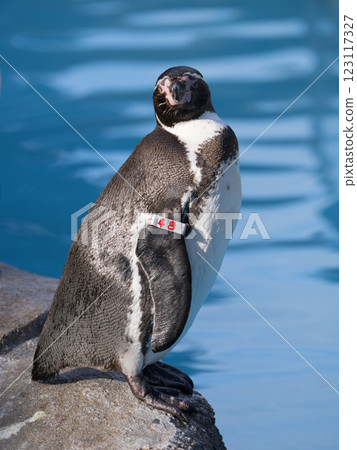 站在洪堡企鵝 123117327
