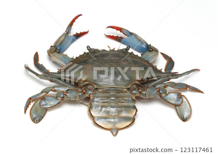 Live crab Live crab 123117461