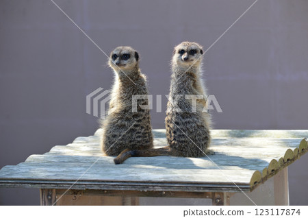 Meercat站著凝視 123117874