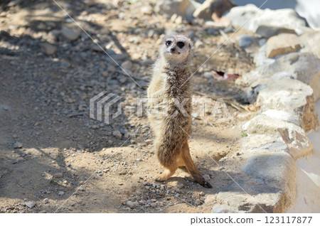 Meercat站著凝視 Meercat站著凝視 123117877