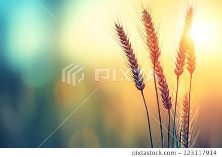 Wheat Field Under a Bright Sunny Sky Embracing Nature's Beauty and Tranquility 123117914