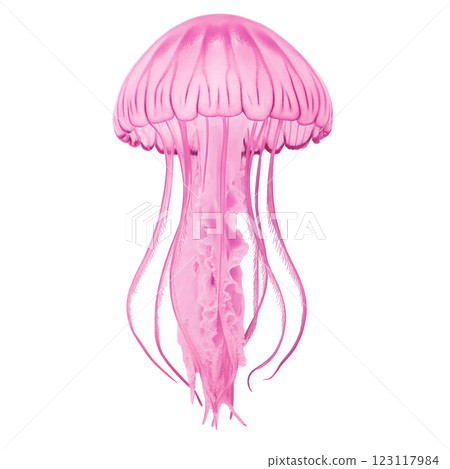 A pink jellyfish with long tentacles on a white background 123117984