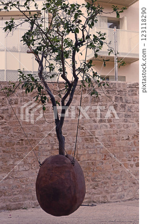 Jaffa orange tree planted in Israel 123118290