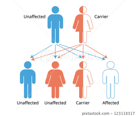 Mendelian genetics, the three possible genetic conditions for a trait inherited in a recessive manner 123118317