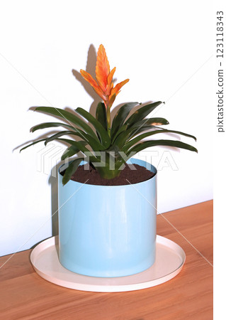 Orange flower bromeliad house plant 123118343