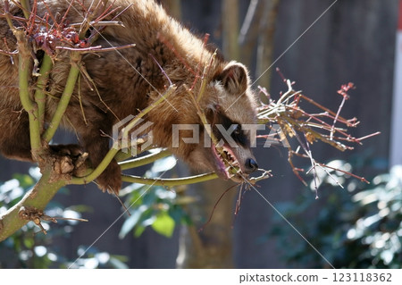 一隻日本貉在樹上啃著樹枝 123118362