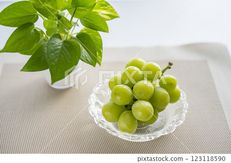 The King of Grapes: Shine Muscat 123118590