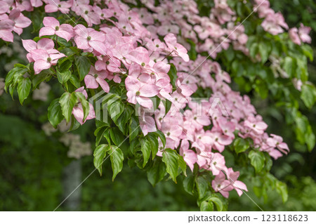 札幌市瀧野鈴蘭丘陵公園的紅花山月桂 123118623