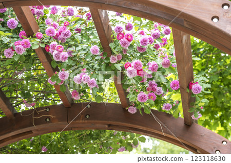 玫瑰（湖南）、札幌市瀧野鈴蘭丘陵公園 123118630