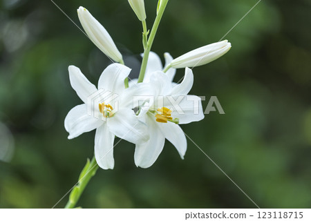 Madonna Lily Yurigahara Park Sapporo City Madonna Lily Yurigahara Park Sapporo City 123118715