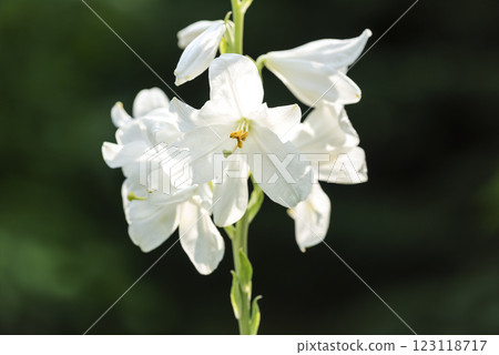 Madonna Lily Yurigahara Park Sapporo City Madonna Lily Yurigahara Park Sapporo City 123118717