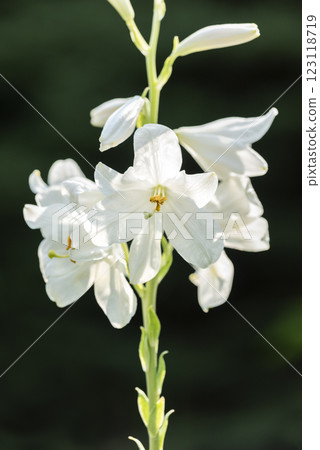 Madonna Lily Yurigahara Park Sapporo City Madonna Lily Yurigahara Park Sapporo City 123118719