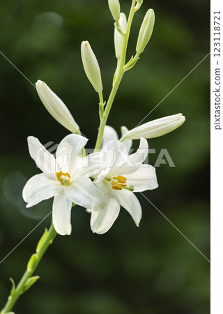 Madonna Lily Yurigahara Park Sapporo City Madonna Lily Yurigahara Park Sapporo City 123118721