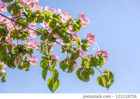 Red-flowered mountain laurel, Takino Suzuran Hillside Park, Sapporo 123118726