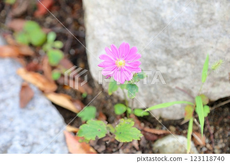 可愛的銀蓮花 可愛的銀蓮花 123118740