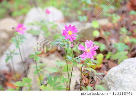 Cute anemone flowers 123118741