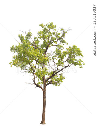 Isolated trees on white background. high qaulity tree on white background, full frame camera shoot for high resolution picture for both printing and web pages. 123119037