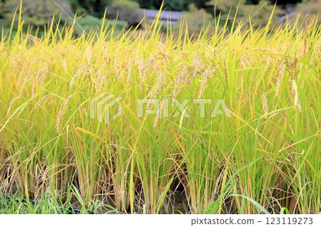 Autumn countryside: Rice Autumn countryside: Rice 123119273